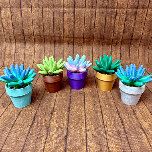 Pachyphytum - Succulent Plant - Fidget Spinner - Mix and Match Colors